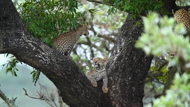 Two cute Leopard cubs in a tree in Kruger National park, South Africa ; Specie Panthera pardus family of Felidae