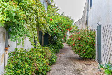 Fototapeta na wymiar Maisons pittoresques de Saint-Martin-de-Ré, sur l'île de Ré