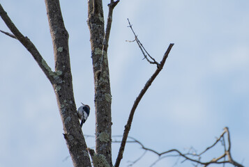 Red Headed Woodpecker