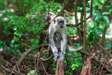 Barbados, Wildlife Reserve: view of a local green monkey in the tropical forest.