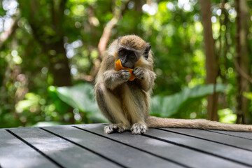 Barbados, Wildlife Reserve: view of a local green monkey in the tropical forest.