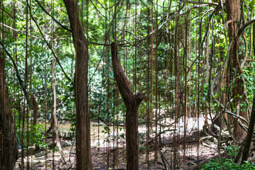 Flower Forest Botanical Garden, Barbados: thick and lush tropical vegetation walking inside the forest.