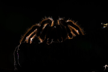 Chilean hair rose tarantula (Grammostola rosea)