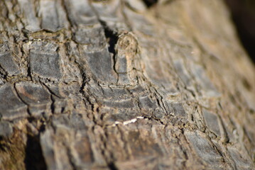 Fototapeta na wymiar Macro photo background of trunk bark