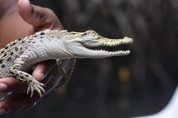 head of a crocodile