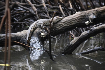 Crocodile