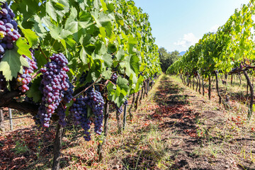 Vineyard with red wine grapes before harvest in a winery near Etna area, wine production in Sicily, Italy Europe - 701080580