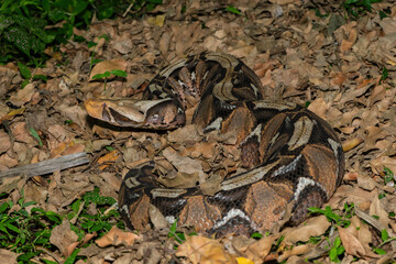 The beautiful camouflage of the Gaboon Adder (Bitis gabonica), also called the Gaboon Viper, in its natural habitat 