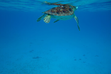 Carisle Bay, Barbados, Caribbean Sea: swimming of an isolated sea turtle in the transparent tropical water.