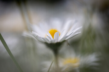A macro photograph of daisies in springtime © lemanieh