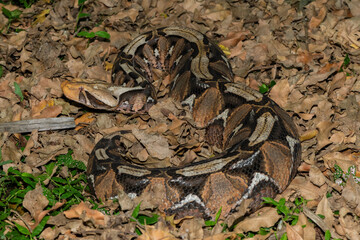 The beautiful camouflage of the Gaboon Adder (Bitis gabonica), also called the Gaboon Viper, in its natural habitat 