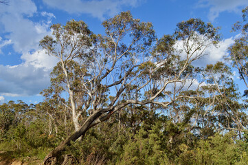 Eucalyptus trees in the Blue Mountains of Australia.