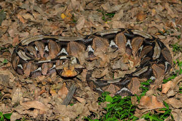 The beautiful camouflage of the Gaboon Adder (Bitis gabonica), also called the Gaboon Viper, in its natural habitat 
