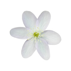 Anemone acutiloba (Sharp-lobed Hepatica) Native North American Woodland Wildflower 