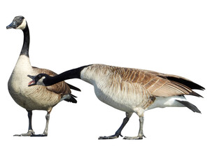 Canada Goose (Branta canadensis) North American Waterfowl Bird Isolated on White Background