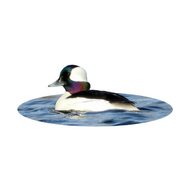 Bufflehead (Bucephala albeola) Male Drake Diving Duck Isolated on White