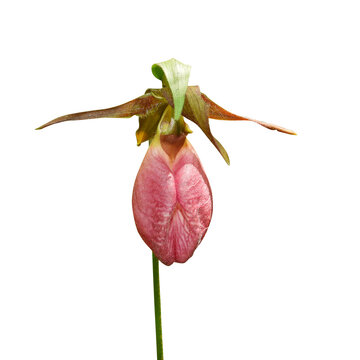 Cypripedium acaule (Pink Lady's Slipper) Native North American Orchid Wildflower Isolate on White Background 