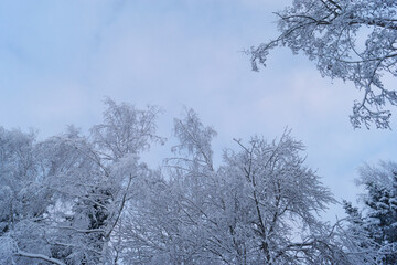 snow-cowered birch branches
