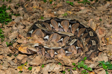 The beautiful camouflage of the Gaboon Adder (Bitis gabonica), also called the Gaboon Viper, in its...