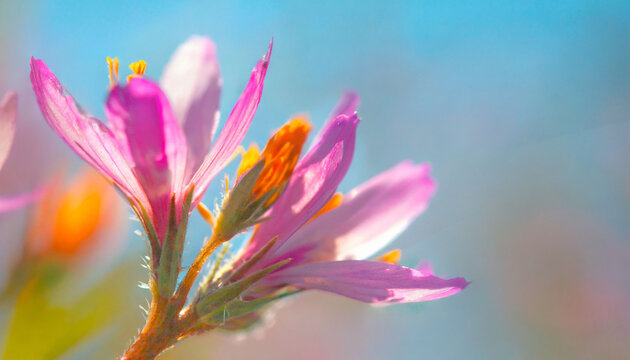 Cosmos fresh flowers blooming in the garden. Floral background.