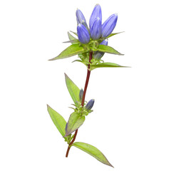 Bottle Gentian (Gentiana andrewsii) Prairie Wildflower Isolated 