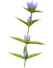 Bottle Gentian (Gentiana andrewsii) Prairie Wildflower Isolated 