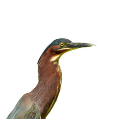 Green Heron (Butorides virescens) Isolated on White Background