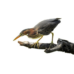 Green Heron (Butorides virescens) Isolated on White Background