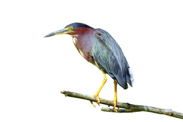 Green Heron (Butorides virescens) Isolated on White Background