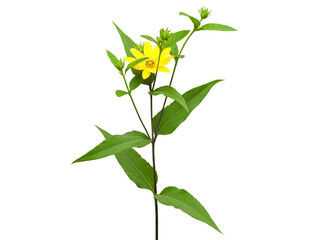 Fototapeta na wymiar Helianthus strumosus (Woodland Sunflower) Native North American Wildflower Isolated 
