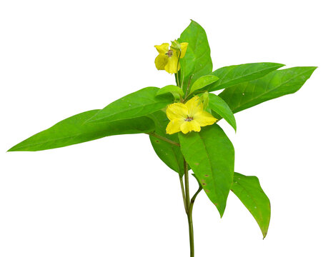 Lysimachia ciliata (Fringed Loosestrife) Native North American Wildflower Isolated on White Background