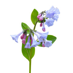 Mertensia virginica (Virginia Bluebells) Native North American Woodland Wildflower Isolated