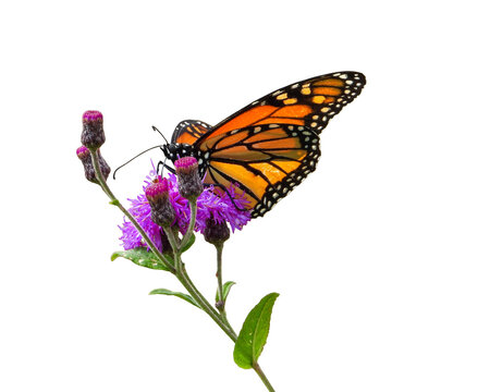 Monarch Butterfly on Ironweed Flower Isolated with White Background 