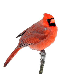 Northern Cardinal (Cardinalis cardinalis) Backyard Bird of North America Isolated on White Background