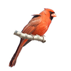 Northern Cardinal (Cardinalis cardinalis) Backyard Bird of North America Isolated on White Background