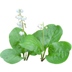 Pyrola elliptica (Shinleaf) Native North American Woodland Wildflower Isolated on White Background