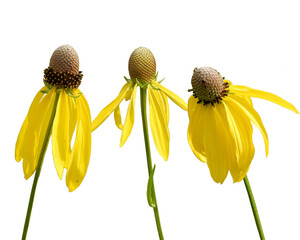 Ratibida pinnata (Gray-headed Coneflower) Native North American Prairie Wildflower