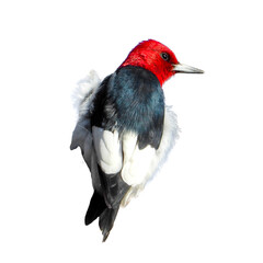 (Melanerpes erythrocephalus) North American Bird Isolated 