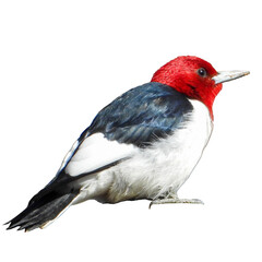 (Melanerpes erythrocephalus) North American Bird Isolated 