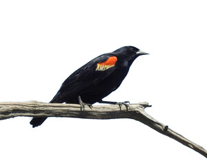 Red-winged Blackbird (Agelaius phoeniceus) Common North American Bird Isolated