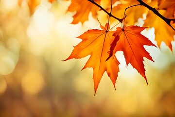 Red maple leaves in autumn, red-yellow maple leaves for web and wallpaper HD photo, autumn maple tree with crimson and yellow leaves, autumn foliage on a maple tree branch in crimson and yellow