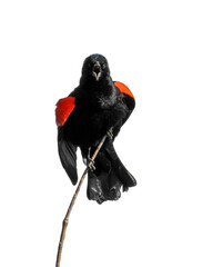 Red-winged Blackbird (Agelaius phoeniceus) Common North American Bird Isolated