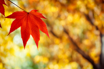 Naklejka na ściany i meble Red maple leaves in autumn, red-yellow maple leaves for web and wallpaper HD photo, autumn maple tree with crimson and yellow leaves, autumn foliage on a maple tree branch in crimson and yellow