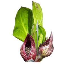Symplocarpus foetidus (Skunk Cabbage) Native North American Wetland Wildflower Isolated on White...