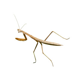 Chinese Praying Mantis Insect Bug Isolated With a Solid White Background 