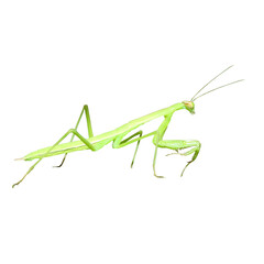 Chinese Praying Mantis Insect Bug Isolated With a Solid White Background 