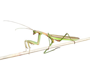 Chinese Praying Mantis Insect Bug Isolated With a Solid White Background 