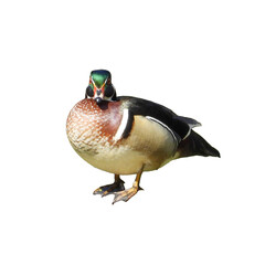 Isolated Wood Duck (Aix sponsa) North American Waterfowl with White Background
