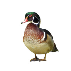 Isolated Wood Duck (Aix sponsa) North American Waterfowl with White Background