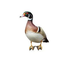 Isolated Wood Duck (Aix sponsa) North American Waterfowl with White Background